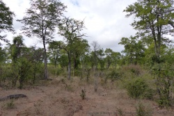 Après les grands arbres, une forêt sèche assez clairsemée prend le relais