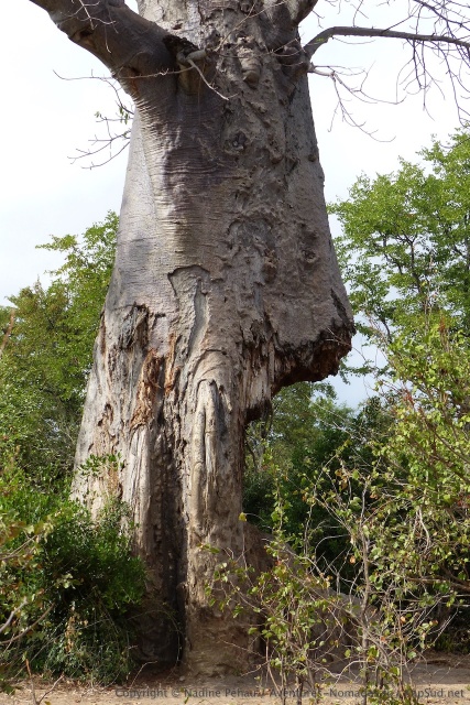 Combien de temps ce baobab va encore pouvoir résister aux attaques des éléphants ?