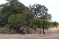 Un superbe éléphant aux abors de la rivière et de ses grands arbres