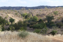Les collines près de Chipinda et toujours les baobabs