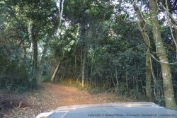 Nous plongeons au coeur de la forêt de Chirinda et son obscurité opressante