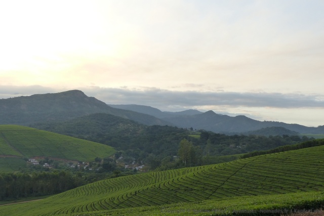 Les plantations de thé sont sans conteste les cultures les plus graphiques
