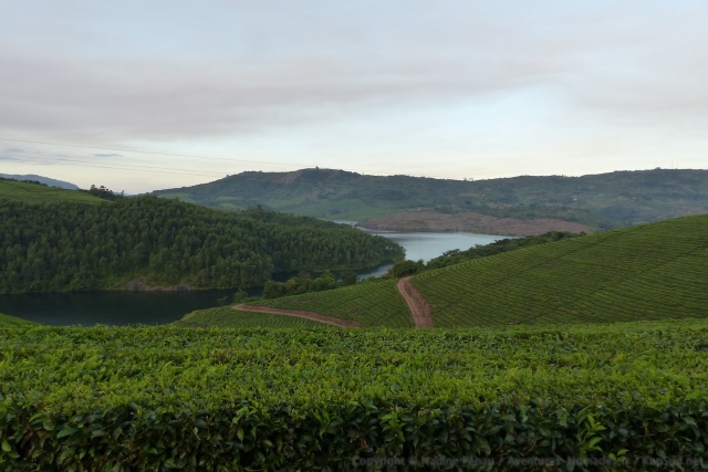 Tout tourne autour du thé, même ce lac de barrage