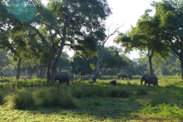 Des clairières arborées avec des éléphants c'est de suite plus sympa