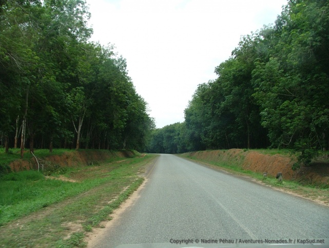 La route traverse une plantation d'hévéas