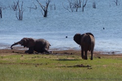 Les éléphants plus jeunes restent cantonnés au bord du lac
