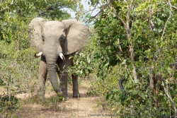 Décidément, le coin semble attirer particulièrement les plus gros éléphants mâles de la région
