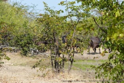 Enfouis dans le bush, un gros troupeau de buffles