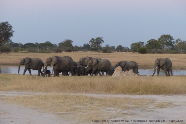 Les troupeaux de familles d'éléphants défilent les uns après les autres