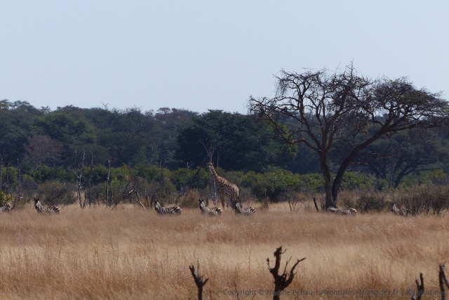 Au loin, zèbres et girafes attendent patiemment leur tour