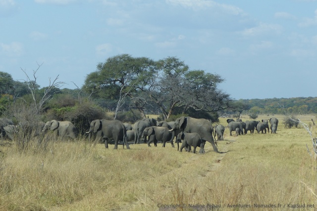A la sortie du parc de Hwange, nous tombons sur des dizaines d'éléphants