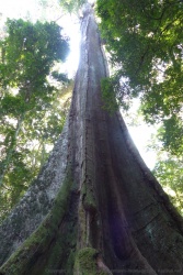 The Big Tree, le plus grand des arbres indigènes de cette forêt et de tout le Zimbabwe