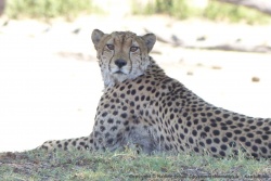 1ère partie  - Zimbabwe :  les parcs de Hwange et Victoria Falls