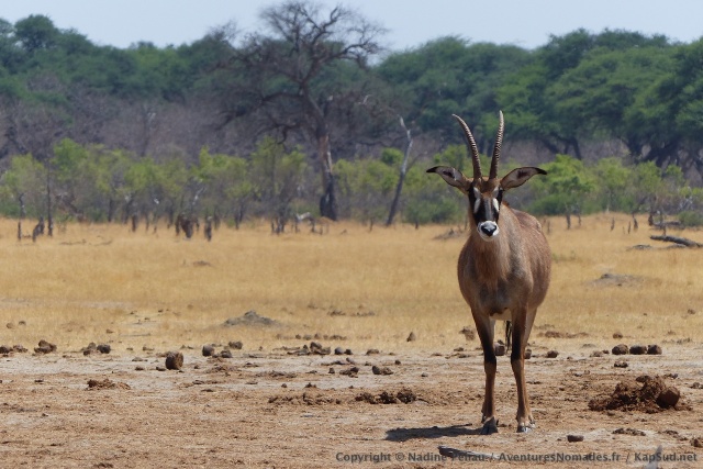 Pour une fois où on peut observer la très discrète antilope rouanne, on en profite !