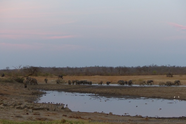 Au trou d'eau de Deteema, tous les éléphants des environs semblent s'être donnés rendez-vous