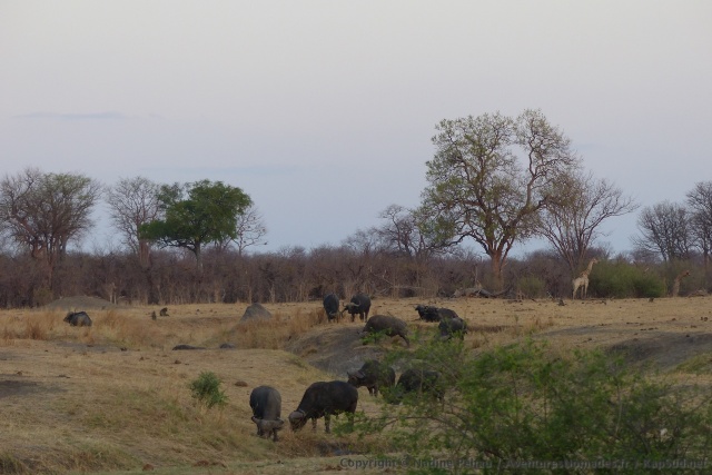 Les buffles sont très nombreux  à Hwange