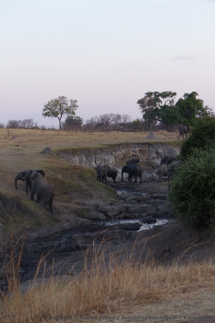 Les éléphants préfèrent les sources fraiches de Deteema springs