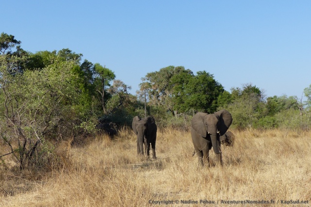 Tous les éléphants de la région ne sont pas à Hwange 