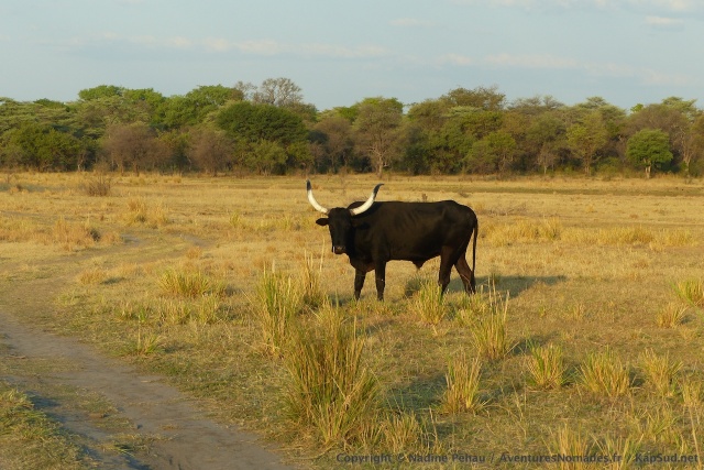 En Afrique, les bovins sont aussi élevés pour leur beauté