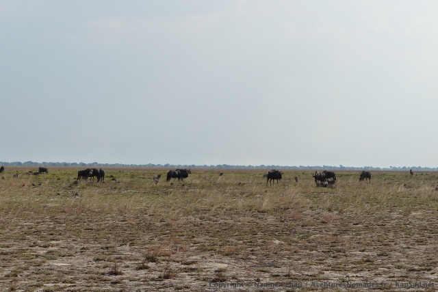 Enfin les gnous, l'animal phare du parc de Liuwa