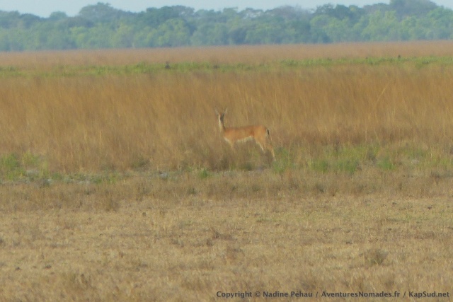 Une gazelle qu'on ne connait pas encore