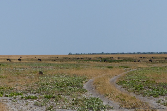 Les gnous arrivent peu à peu des plaines voisines de l'Angola
