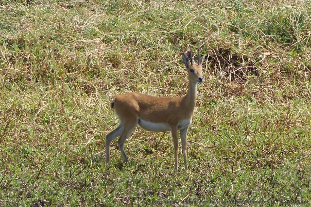 Cette petite antilope au poil ras et dru nous est parfaitement inconnue