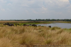 Les abords du cours d'eau très fréquenté par les animaux, offre un très beau panorama 