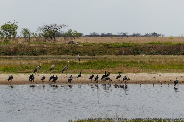Nous voyons rarement autant d'oiseaux réunis au même endroit