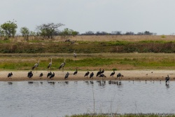 Nous voyons rarement autant d'oiseaux réunis au même endroit
