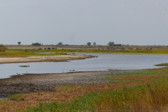 Ce méandre majestueux de la rivière est une véritable oasis pour tous les animaux