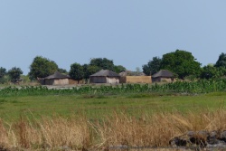 Assemblées autour des manguiers, les maisons sont bordées par les cultures