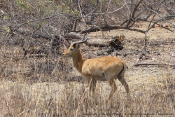 Ce coup-ci, on opterait bien pour un lechwe
