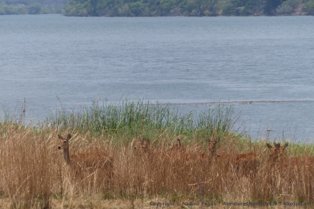 Dissimulés dans les hautes herbes, les antilopes sont à peine visibles