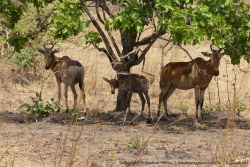 Des tsessebes, à l'abri sous un arbre