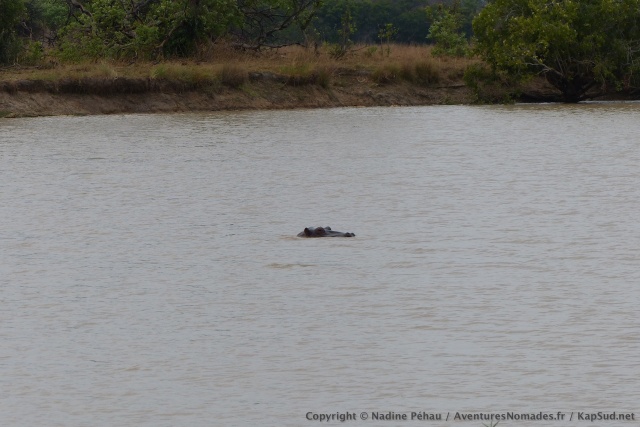 Comme d'habitude les hippos jouent à cache cache avec nous