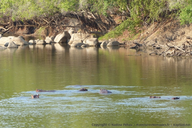 Face à notre campsite, un groupe d'hippos assure le spectacle pour toute la soirée