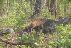 Comme d'habitude nous trouvons le klipspringer juché sur son rocher