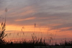 Le coucher du soleil lance le départ de la plus grande migration de mammifères au monde