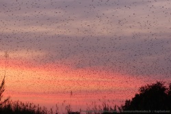 En quelques minutes, le ciel est envahi par des millions de chauve-souris !