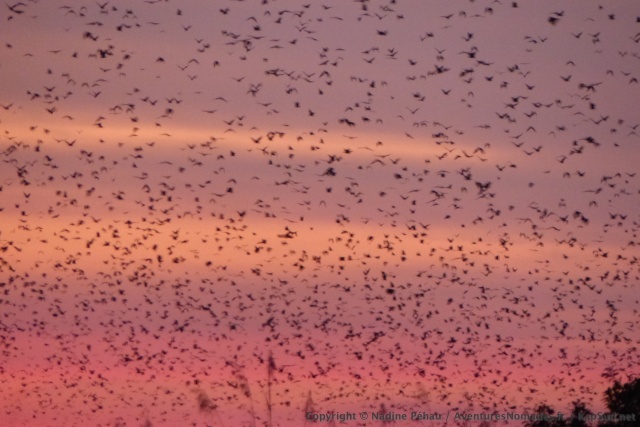 Partout où le regard se pose, les roussettes obscurcissent le ciel