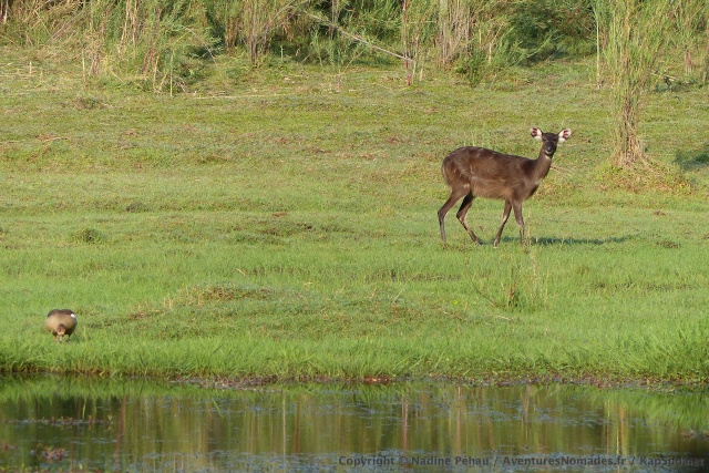 La sitatunga est probablement la plus aquatique des antilopes