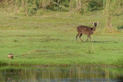 La sitatunga est probablement la plus aquatique des antilopes