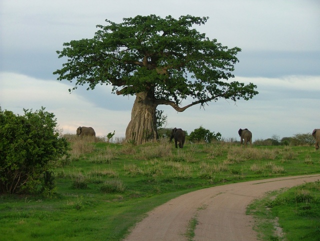 Eléphant et baobab : les 2 emblèmes de l'Afrique réunis