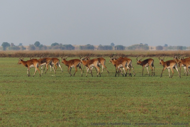 Les marais de Bangweulu sont le royaume de l'espèce endémique des black lechwe
