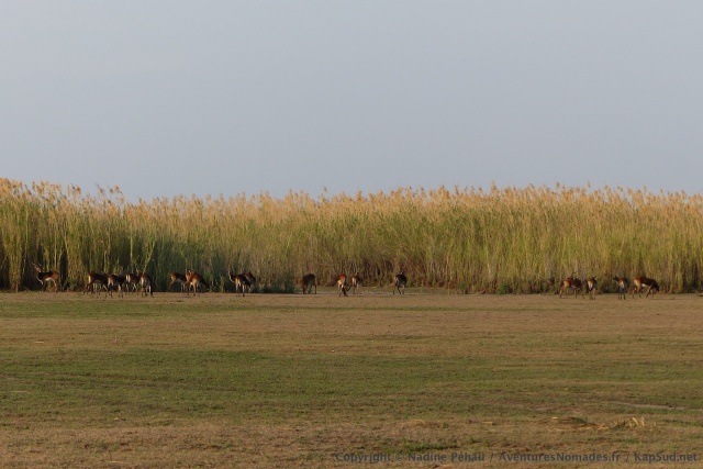 Les black lechwes paissent souvent à la lisière des forêts d'herbes géantes