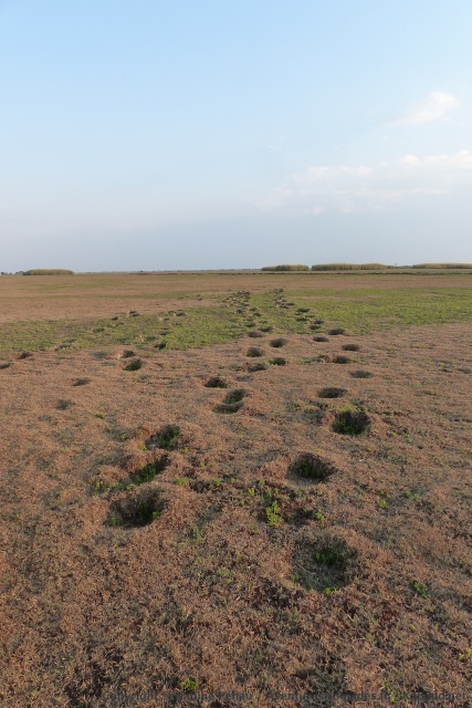 Un groupe d'éléphants est passé par là après les dernières pluies
