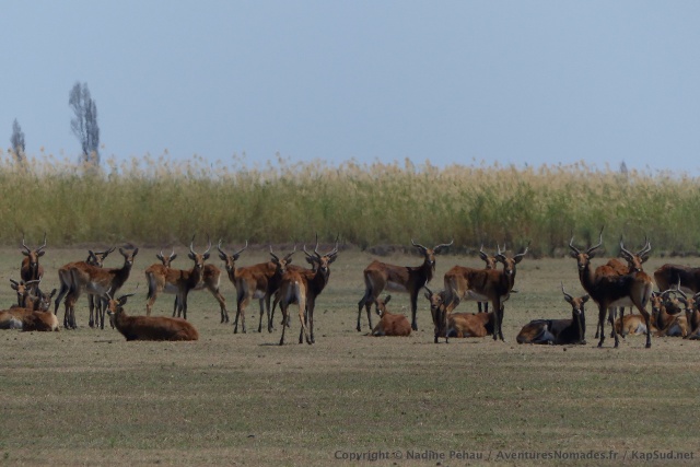 Les troupeaux de plusieurs dizaines d'antilopes seront bientôt des milliers d'ici quelques jours