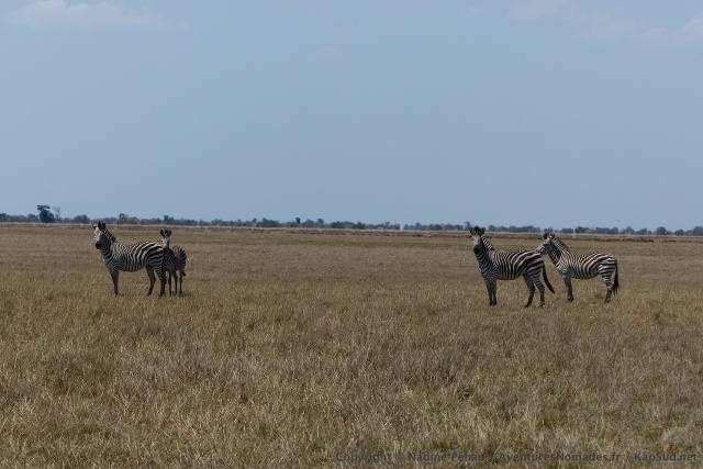 Nous sommes heureux de retrouvéer également des zèbres à Bangweulu