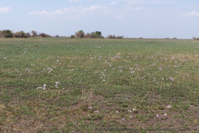 Certaines prairies sont explosées de fleurs